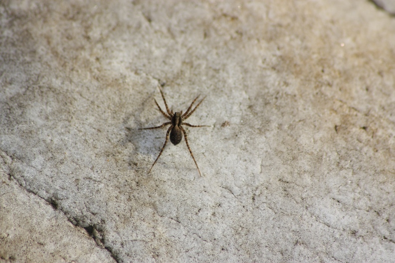 Nuctenea cf. umbratica, Pistius truncatus,Clubiona, Pardosa